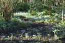 Snowdrops add light to woodland paths