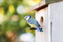 Fit a nest box and enourage feathered friends to your garden. PHOTO: Getty Images