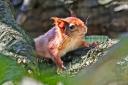 Inquisitive and full of charm, little wonder the red squirrel inspired children's writer Beatrix Potter