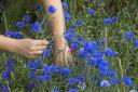 Brilliant blue cornflowers make lovely cut flowers