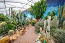 Explore the Hot and Spiky Cactus House at The World Garden.