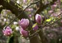 Magnolias begin to unfurl at Sir Harold Hillier Gardens.