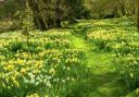 Path Through Daffodils, Hindringham Hall Gardens.