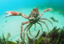 Huge spider crab pictured in Newquay