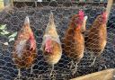 Norfolk Magazine's rescued chickens; from left - Myrtle, Flora, Daisy and Isobel