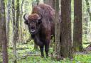 Wild Bison will transform Blean Woods near Canterbury in Wildwood Trust and Kent Wildlife Trust's rewilding project