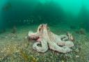 Common Octopus in open water
