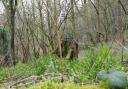 Green shoots of spring start to appear in the Lancashire Life woodland at Brockholes