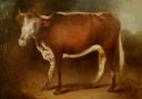 A painting of Blossom, the Gloucester cow that was the inspiration for Jenner's work on the smallpox vaccine