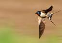 Swallows have often been regarded with an almost spiritual awe