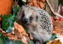 Hedgehog in autumn nature.