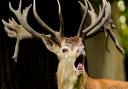 Photos taken this week of the Deer rut,