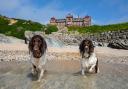 Four star luxury and a fabulous beach greets doggie visitors to the Headland Hotel