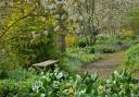 Spring at Beth Chatto’s Plants and Gardens