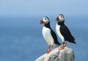 Puffins only return to Yorkshire for a few week each year