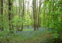 These bluebell woods look a lot less threatening than the woodland Sir Aldred rode into, but are just off Akeman Street