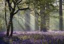 The best Norfolk bluebell woods for walking