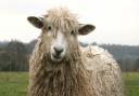 The modern Cotswold sheep is easily recognisable, with its heavy wool and long ‘forelock’
