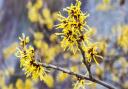 Look out for hamamelis or witch hazel with its scented winter flowers