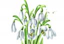 Snowdrops are the traditional flower for Candlemas and are also known as Candlemas Bells