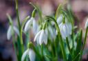 Snowdrops are often the first sign that spring is coming