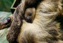 The baby sloth taking a nap, as typical of species of its kind