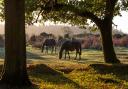 Two horses in woodland during sunrise in New Forest, Hampshire, England