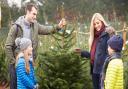 Why not pick your own Christmas tree?