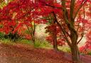 Acer trees,come alive in the autumn