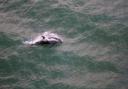 Dolphins are being spotted more than ever just off of the Sussex Coast