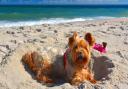 Even our four legged friends need a beach day now and then