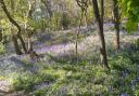 Clough Wood is well known for its display of bluebells