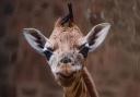 The adorable week-old Rothschild giraffe