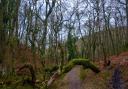 A Woodland path through Great Wood in the Quantock Hills of Somerset