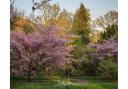 Batsford Arboretum has one of the largest collections of Flowering Japanese Cherry Blossoms in Britain.