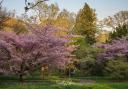 Batsford Arboretum has one of the largest collections of Flowering Japanese Cherry Blossoms in Britain.