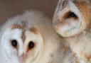Muffin and Biscuit, two of the rescued barn owlets. Photo: Wild Wings