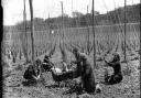 Hop workers in Ewhurst, East Sussex in 1937. Photo: Newsquest Sussex Ltd/courtesy of The Keep