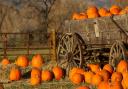 An old rustic cart filled with pumpkins on a fall day