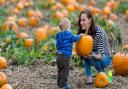 Pick yourself a pumpkin at a pumpkin patch in Cheshire!
Photo: arinahabich/Getty Images/iStockphoto