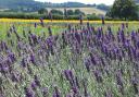 Lavender Fields in Alton
