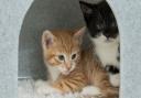 Cats Protection Warrington Adoption Centre