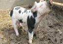 Pigs are very clean and will make their own beds and dig mud wallows with their snouts