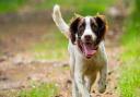Springer spaniel (c) Nigel Wallace / Getty Images
