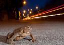 Toad crossing by Jason Steel