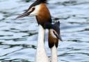 On the up - great crested grebes (copyright Don Sutherland)