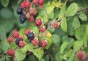 Blackberries © National Trust/ Justin Minns