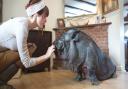 Maria chats to Miss Dinky, the pot-belly house-pig