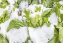 Baby Chinese cabbage under snow