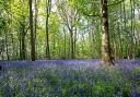 6 of the best places to view bluebells in Cheshire